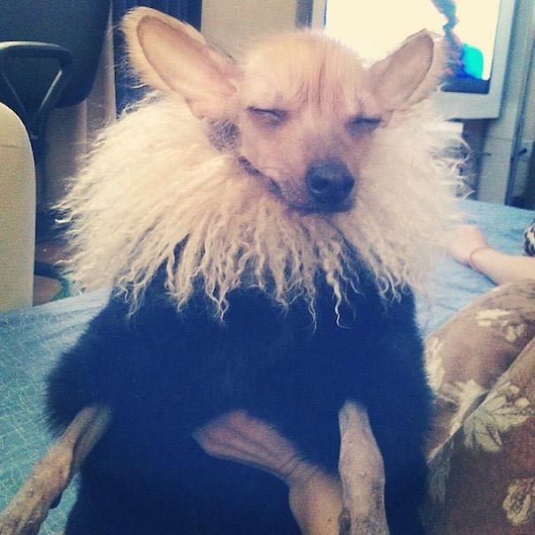 Четвероногие богачи, богатые собаки Instagram, richdogsofig