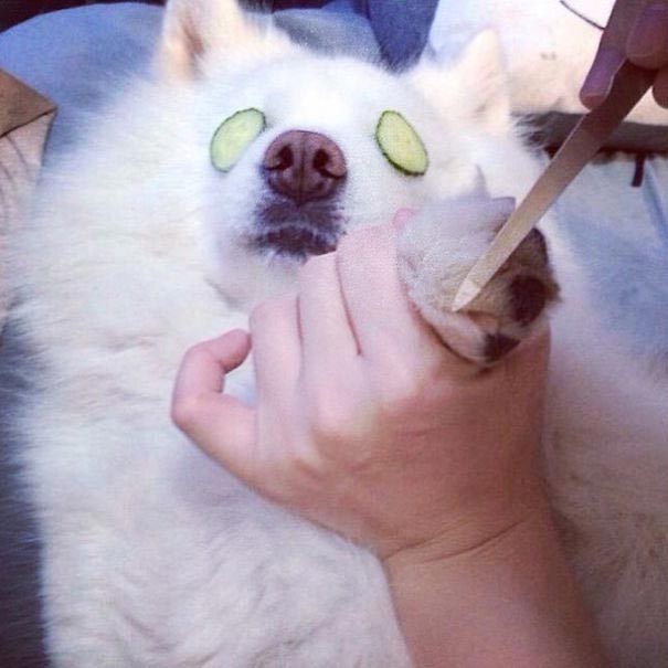 Четвероногие богачи, богатые собаки Instagram, richdogsofig