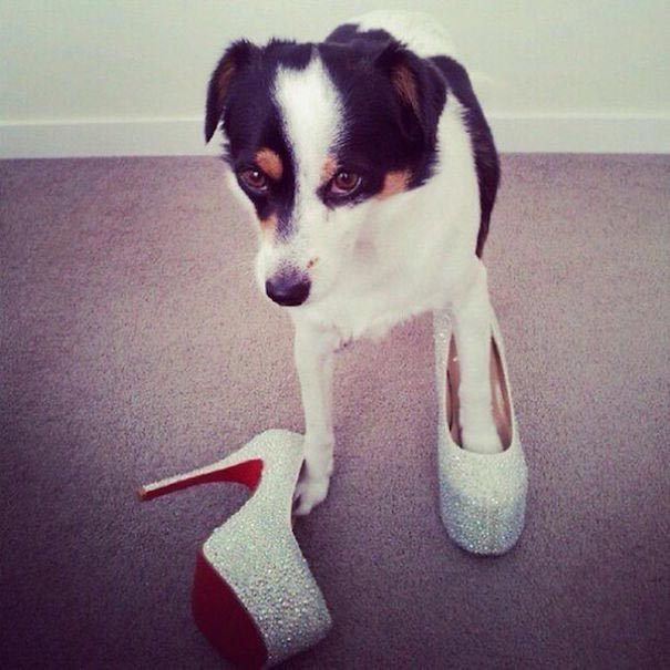 Четвероногие богачи, богатые собаки Instagram, richdogsofig