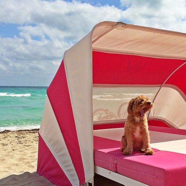 Четвероногие богачи, богатые собаки Instagram, richdogsofig