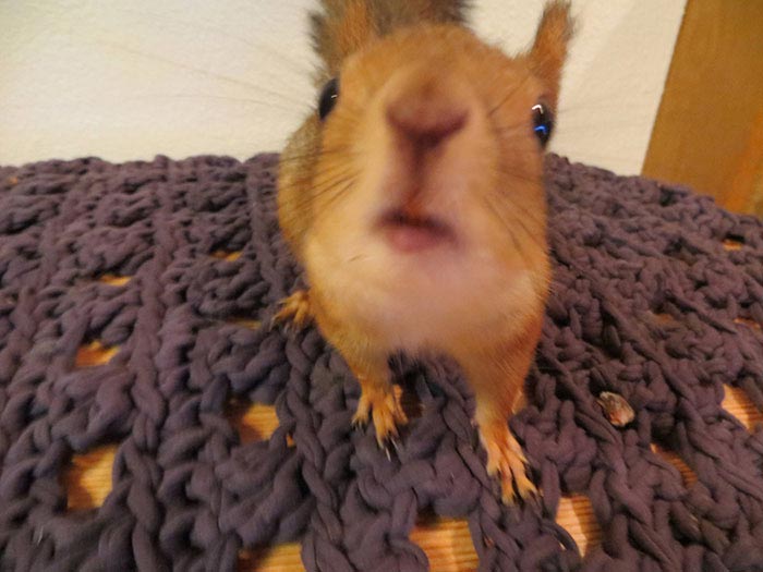 спасение бельчонка, белка Arttu, squirrel Arttu