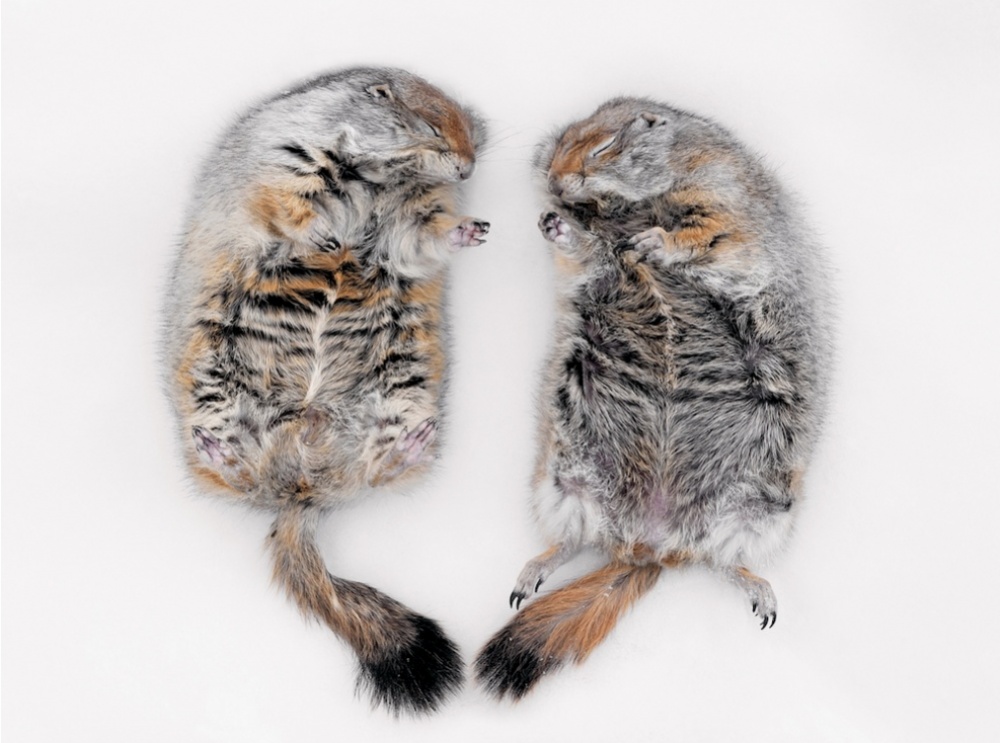 National Geographic за март 2015, лучшие фотографии National Geographic