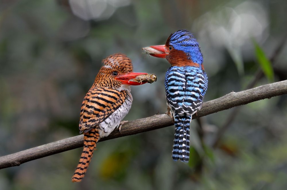 National Geographic за март 2015, лучшие фотографии National Geographic