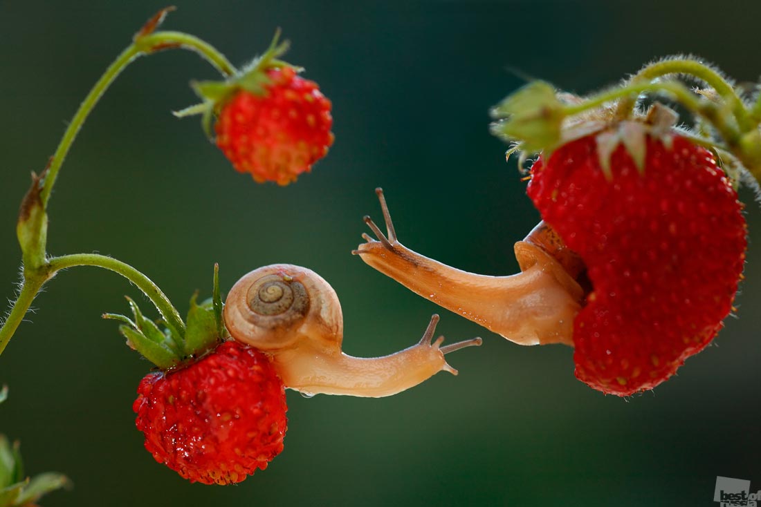  Best of Russia 2014, Лучшие фотографии России