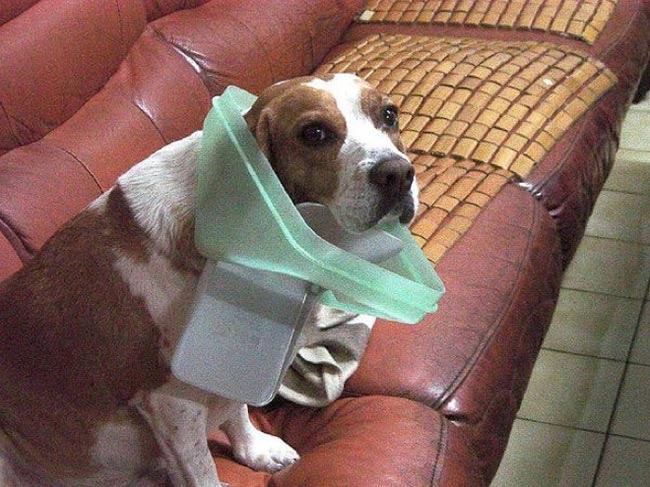 животные оправдываются, животные на месте преступления, животные хулиганы, смешные животные