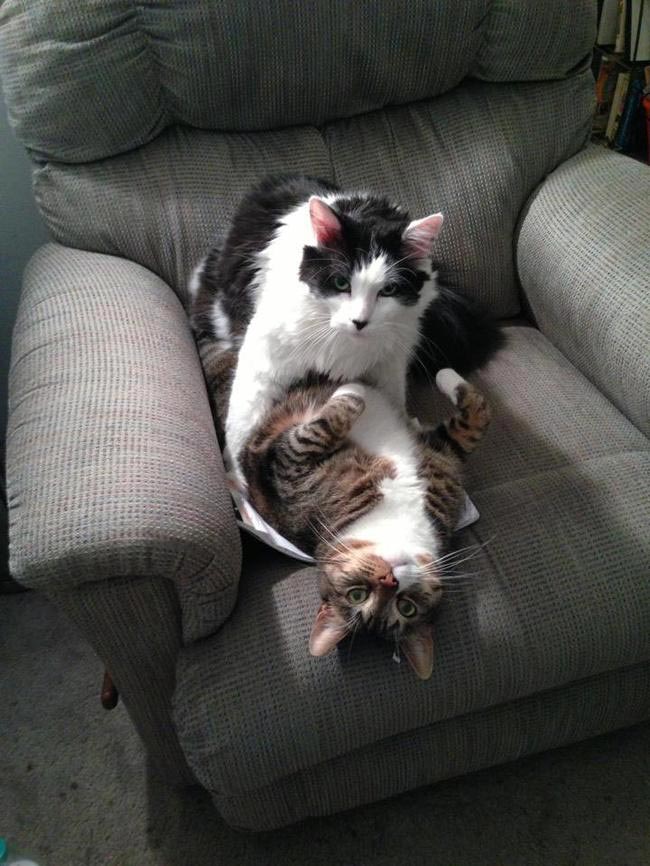 животные оправдываются, животные на месте преступления, животные хулиганы, смешные животные