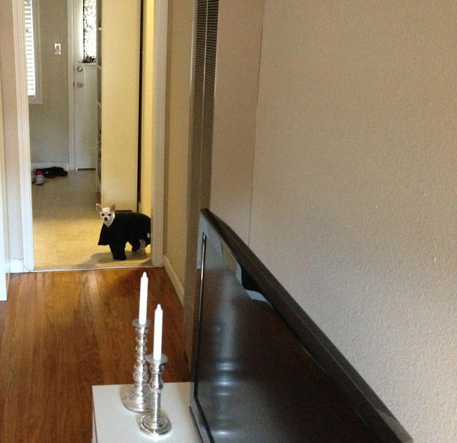 животные оправдываются, животные на месте преступления, животные хулиганы, смешные животные