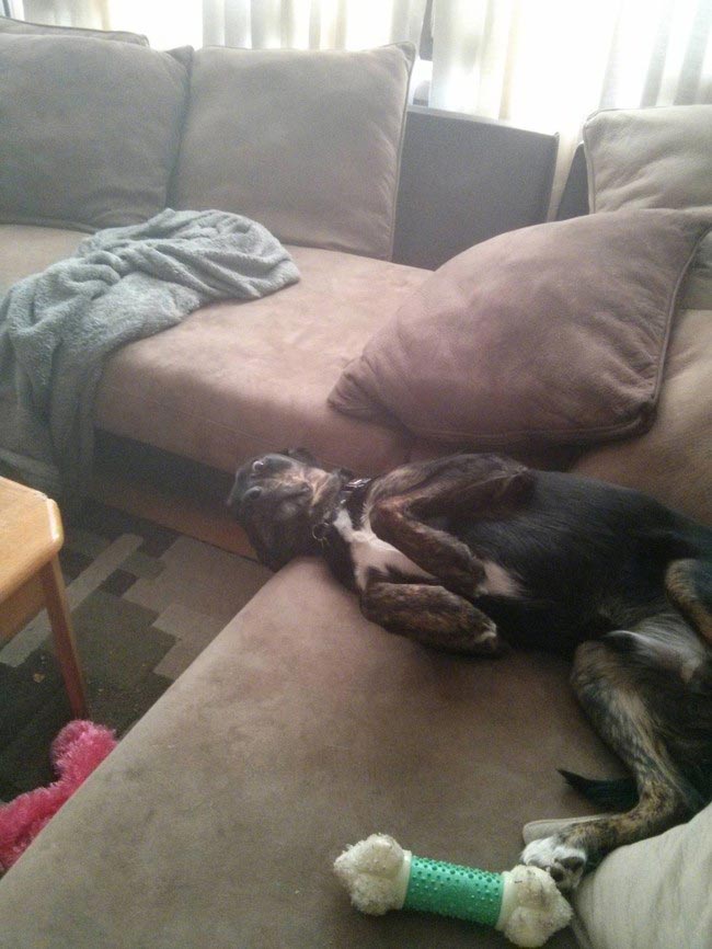 животные оправдываются, животные на месте преступления, животные хулиганы, смешные животные