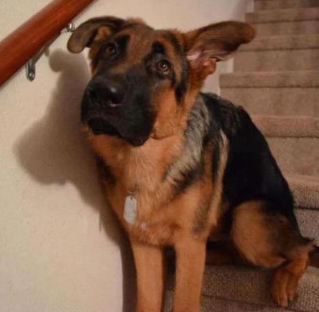 животные оправдываются, животные на месте преступления, животные хулиганы, смешные животные