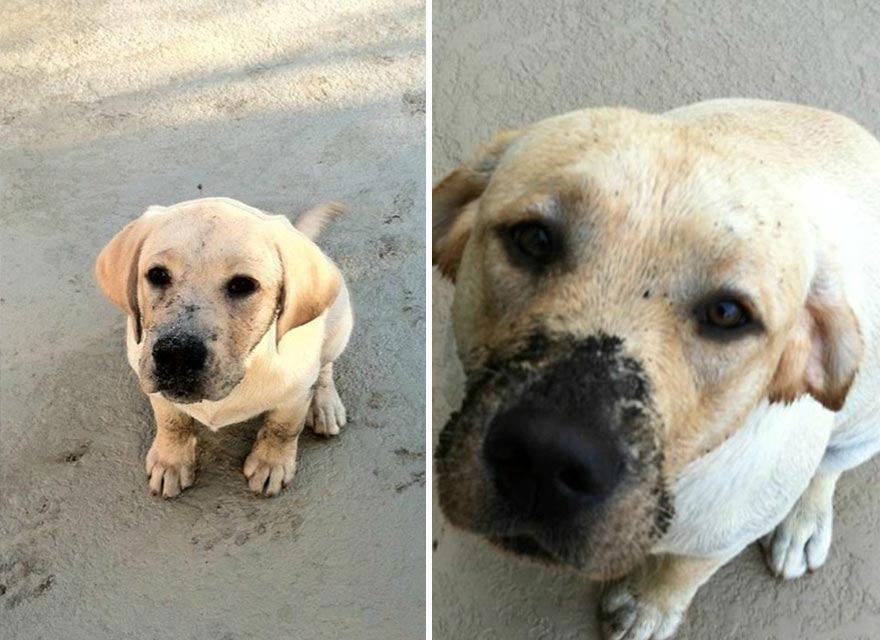 Щенки, которых время превратило в больших собак собаки тогда и сейчас, собаки выросли, щенки превратившиеся в больших собак