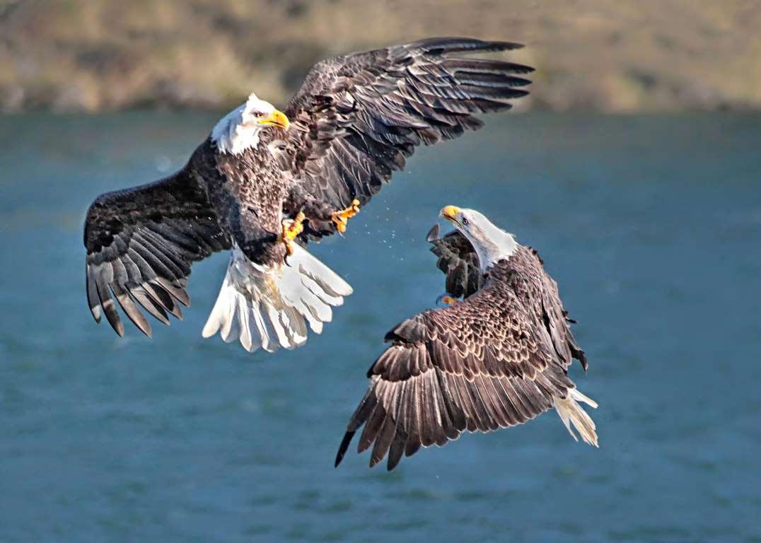 Sony World Photography Awards 2015, победители  Sony World Photography Awards 2015