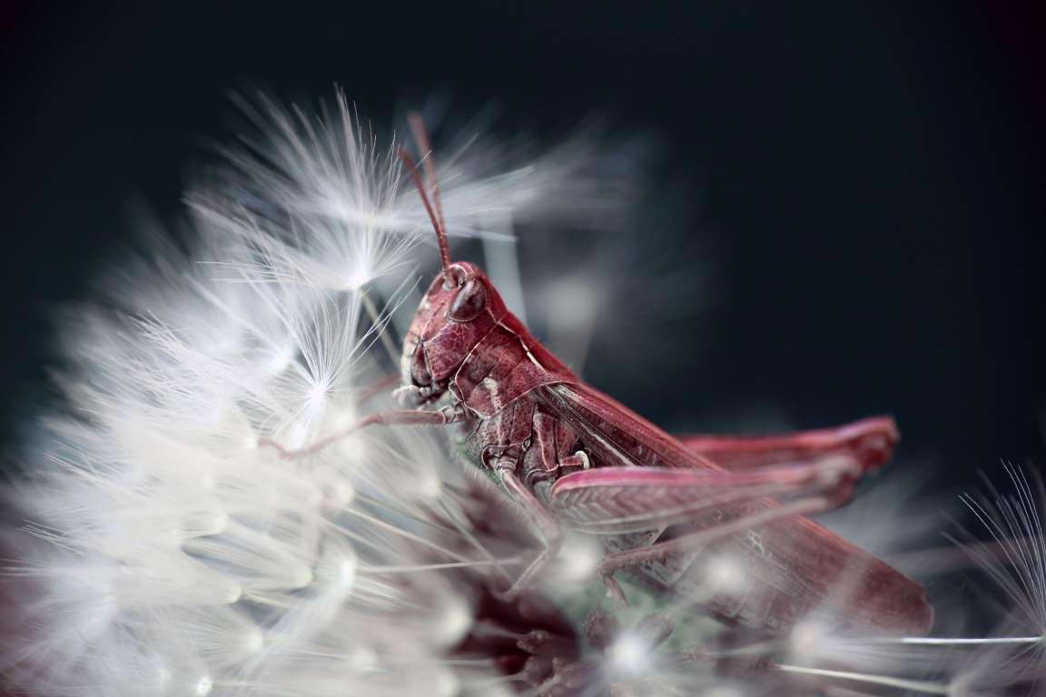 Sony World Photography Awards 2015, победители  Sony World Photography Awards 2015