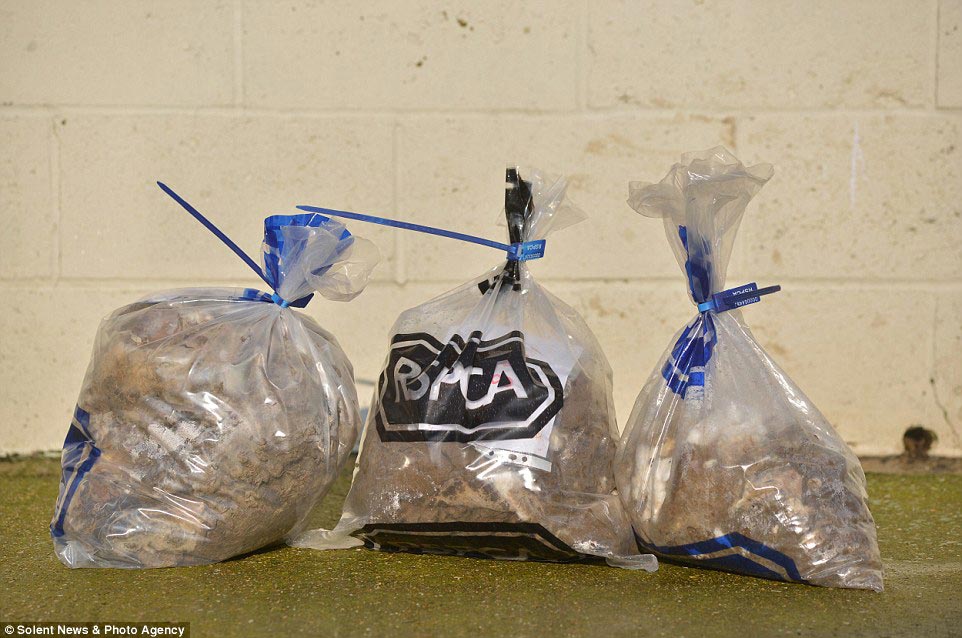 собаки комки шерсти, брошенные собаки, спасение собак, до и после собаки