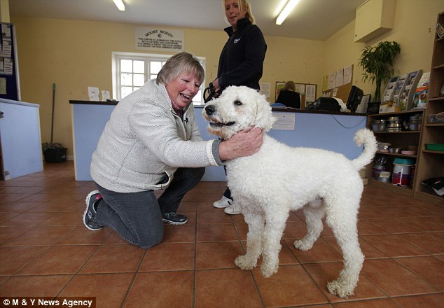 собаки комки шерсти, брошенные собаки, спасение собак, до и после собаки
