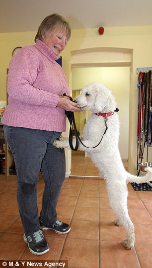 собаки комки шерсти, брошенные собаки, спасение собак, до и после собаки