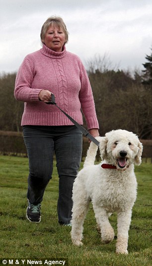 собаки комки шерсти, брошенные собаки, спасение собак, до и после собаки