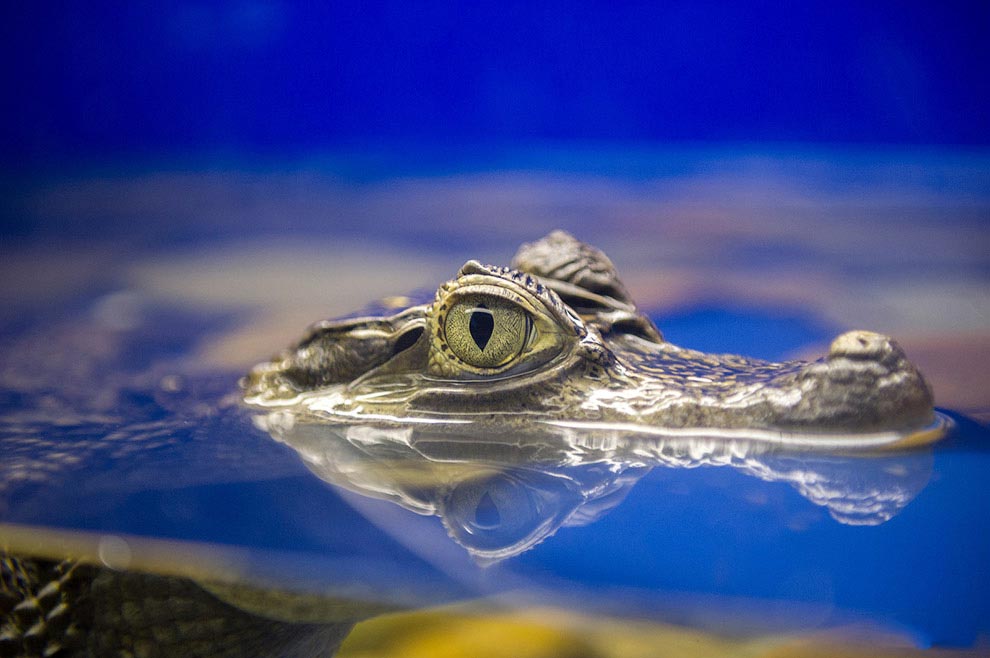 National Geographic, лучшие фотографии National Geographic, National Geographic за апрель 2015