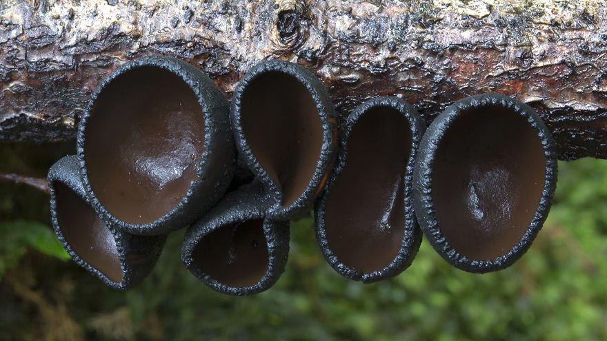 Стив Аксфорд, Steve Axford, красивые грибы, фотографии грибов, необычные грибы