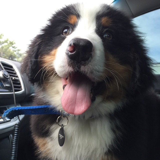 18 причин, доказывающих, что иметь собаку проще, чем встречаться с девушкой собаки лучше девушек, иметь собаку проще чем встречаться с девушкой