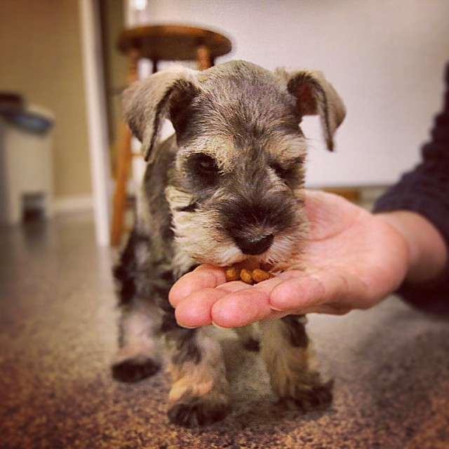 18 причин, доказывающих, что иметь собаку проще, чем встречаться с девушкой собаки лучше девушек, иметь собаку проще чем встречаться с девушкой