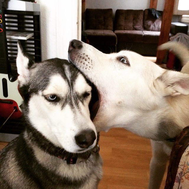 18 причин, доказывающих, что иметь собаку проще, чем встречаться с девушкой собаки лучше девушек, иметь собаку проще чем встречаться с девушкой