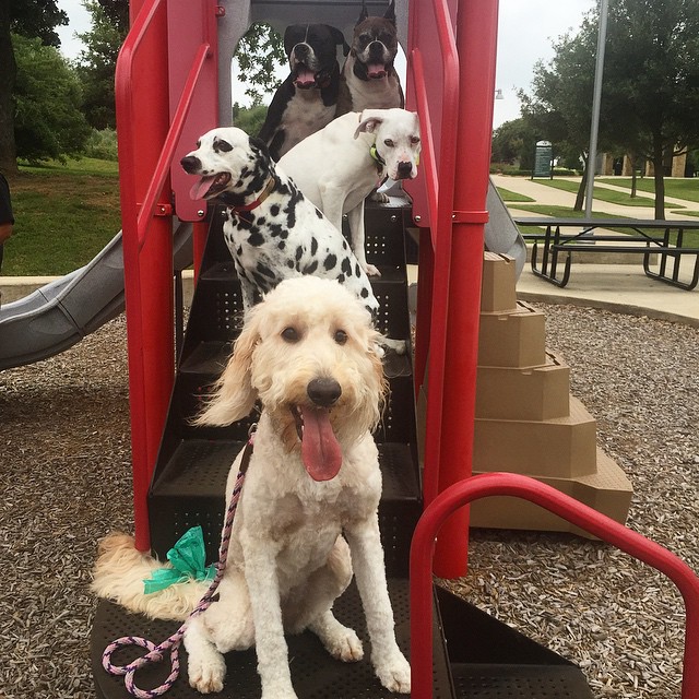 18 причин, доказывающих, что иметь собаку проще, чем встречаться с девушкой собаки лучше девушек, иметь собаку проще чем встречаться с девушкой