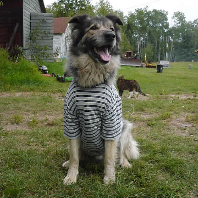 18 причин, доказывающих, что иметь собаку проще, чем встречаться с девушкой собаки лучше девушек, иметь собаку проще чем встречаться с девушкой