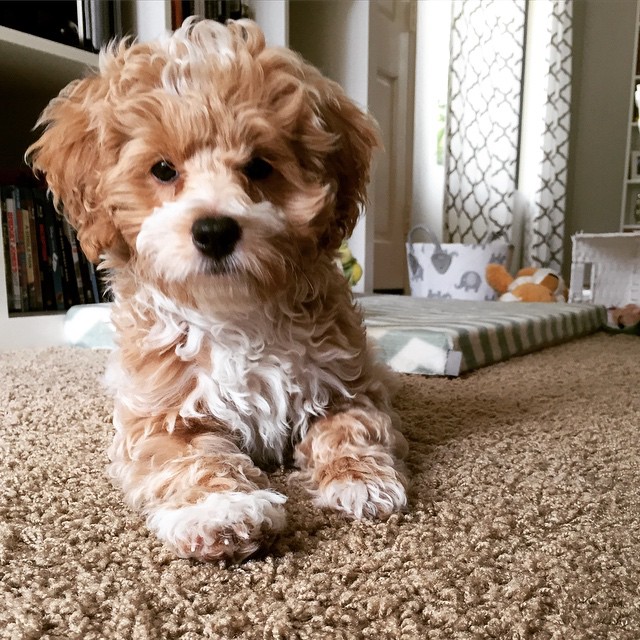 18 причин, доказывающих, что иметь собаку проще, чем встречаться с девушкой собаки лучше девушек, иметь собаку проще чем встречаться с девушкой