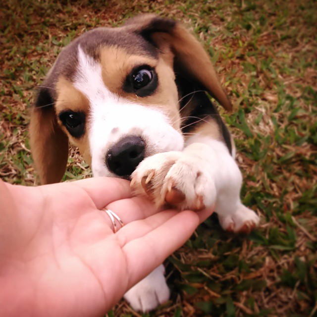 18 причин, доказывающих, что иметь собаку проще, чем встречаться с девушкой собаки лучше девушек, иметь собаку проще чем встречаться с девушкой