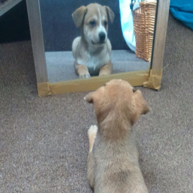 18 причин, доказывающих, что иметь собаку проще, чем встречаться с девушкой собаки лучше девушек, иметь собаку проще чем встречаться с девушкой