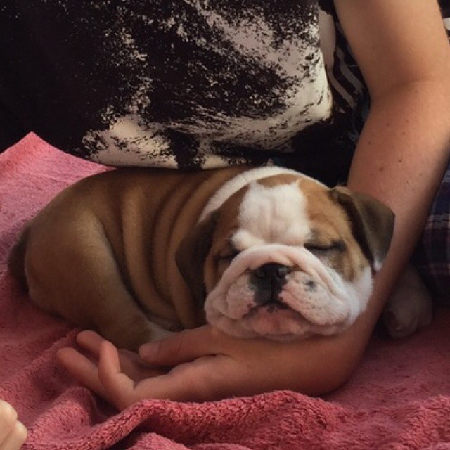 18 причин, доказывающих, что иметь собаку проще, чем встречаться с девушкой собаки лучше девушек, иметь собаку проще чем встречаться с девушкой