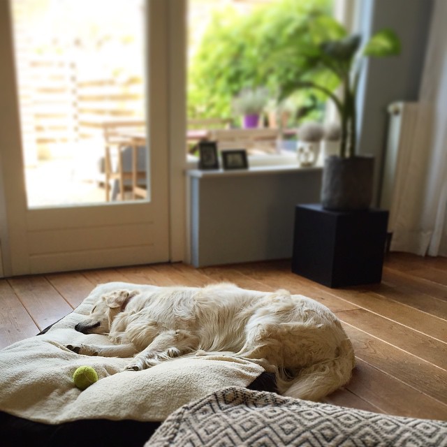 18 причин, доказывающих, что иметь собаку проще, чем встречаться с девушкой собаки лучше девушек, иметь собаку проще чем встречаться с девушкой