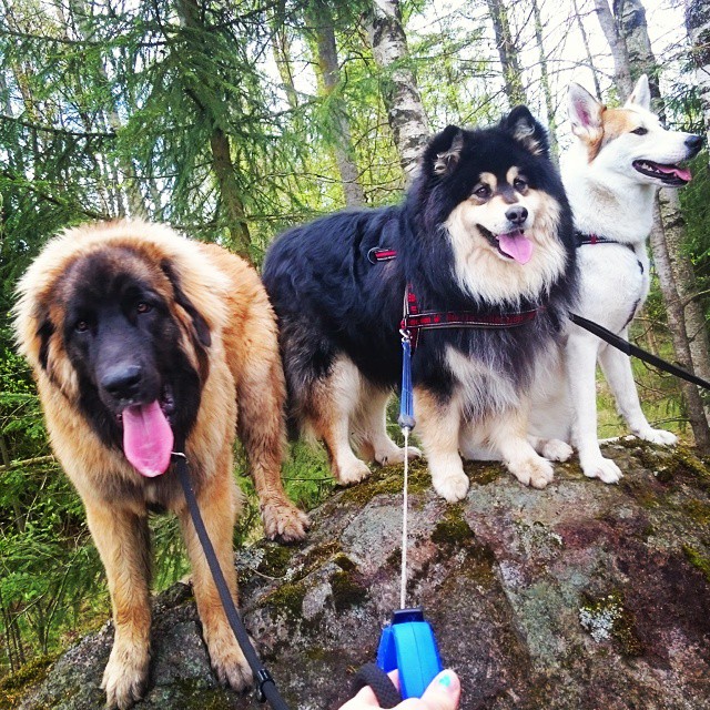 18 причин, доказывающих, что иметь собаку проще, чем встречаться с девушкой собаки лучше девушек, иметь собаку проще чем встречаться с девушкой