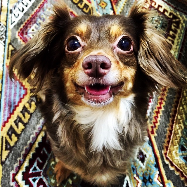 18 причин, доказывающих, что иметь собаку проще, чем встречаться с девушкой собаки лучше девушек, иметь собаку проще чем встречаться с девушкой