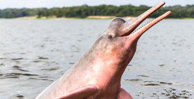 животные открытые в 2015 году, животные открытые в этом году