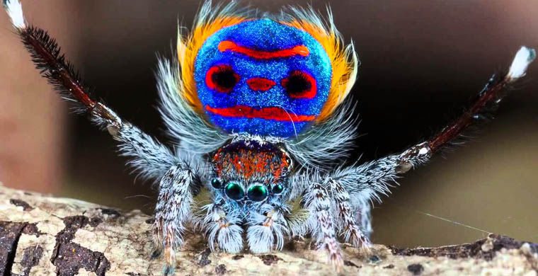 животные открытые в 2015 году, животные открытые в этом году