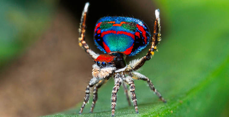 животные открытые в 2015 году, животные открытые в этом году