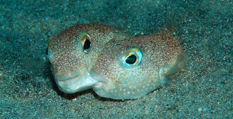 животные открытые в 2015 году, животные открытые в этом году