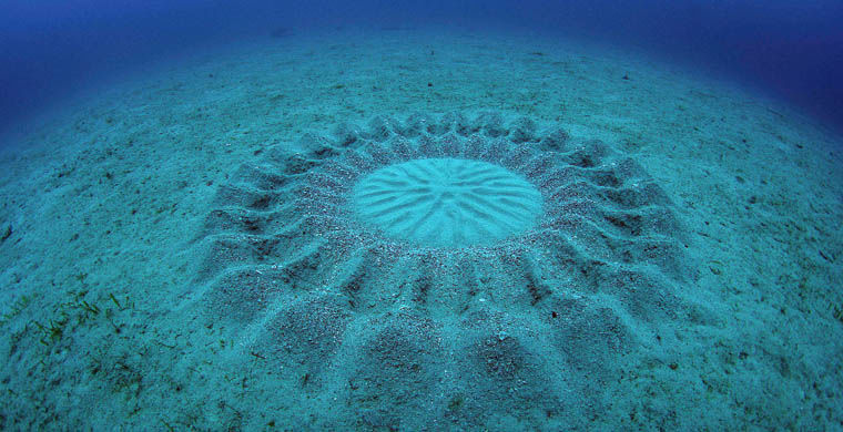 животные открытые в 2015 году, животные открытые в этом году