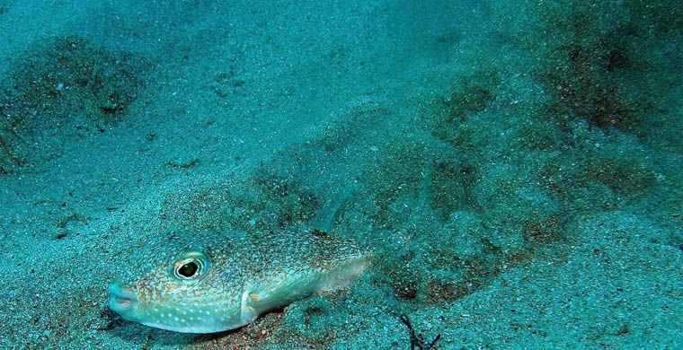 животные открытые в 2015 году, животные открытые в этом году