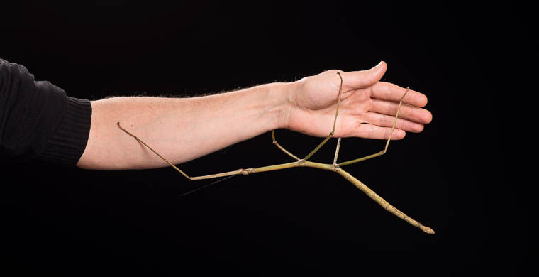 животные открытые в 2015 году, животные открытые в этом году