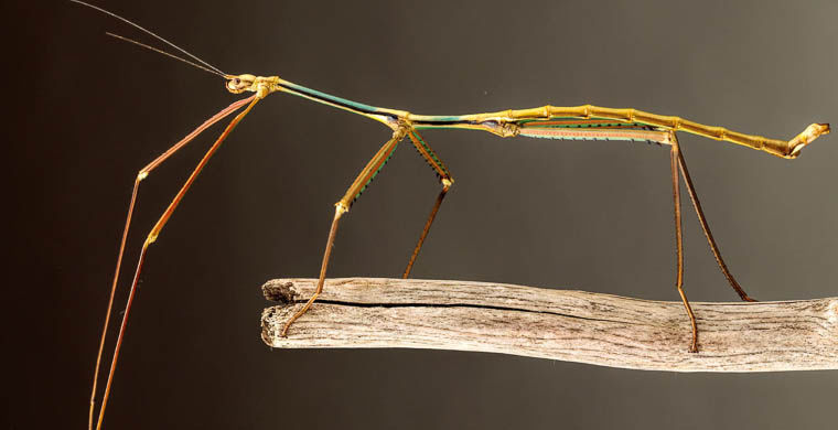 животные открытые в 2015 году, животные открытые в этом году