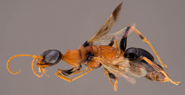 животные открытые в 2015 году, животные открытые в этом году