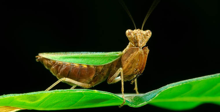 животные открытые в 2015 году, животные открытые в этом году