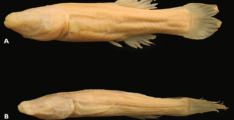 животные открытые в 2015 году, животные открытые в этом году