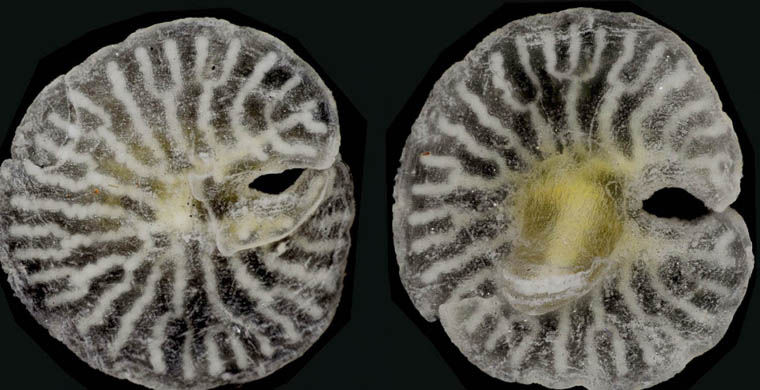 животные открытые в 2015 году, животные открытые в этом году
