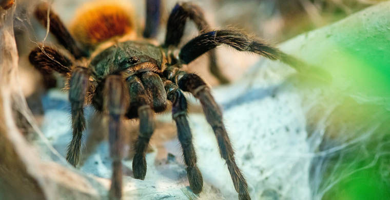 животные открытые в 2015 году, животные открытые в этом году