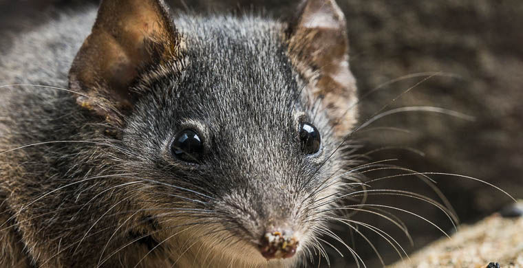 животные открытые в 2015 году, животные открытые в этом году