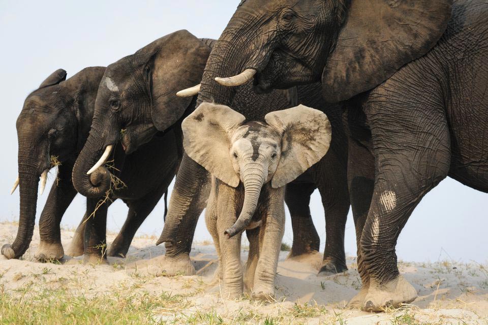 Порция потрясающих работ с фотоконкурса National Geographic Photo Contest 2015 National Geographic Photo Contest 2015