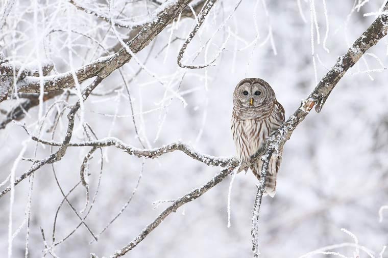Порция потрясающих работ с фотоконкурса National Geographic Photo Contest 2015 National Geographic Photo Contest 2015